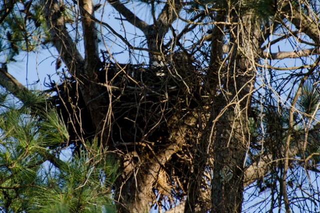 eagle's nest photo