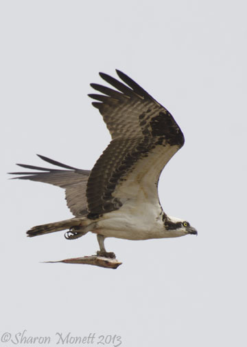 To-Go food for Ospreys