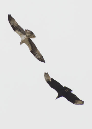 Osprey vs. Vulture